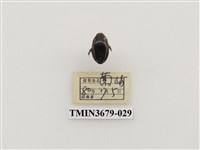 藏品(龍蝨、牙蟲)的圖片